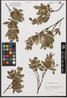 Foto von Salix waldsteiniana Willd.